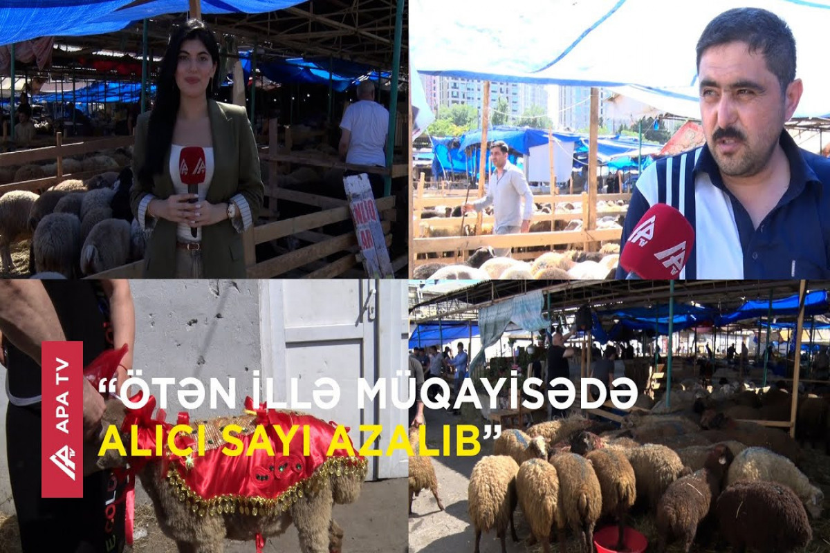 Qurban bayramında heyvan bazarında vəziyyət: satıcılar nədən şikayətləndi? – Reportaj – APA TV