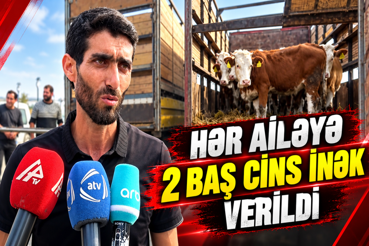 “Heyvanlar çox möhtəşəm, gözəl cins mallardır” – Ağdamda yenilik