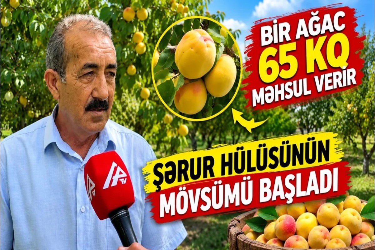 Şərurun hülüsü niyə bu qədər məşhurdur?