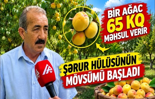 Şərurun hülüsü niyə bu qədər məşhurdur?
                                                