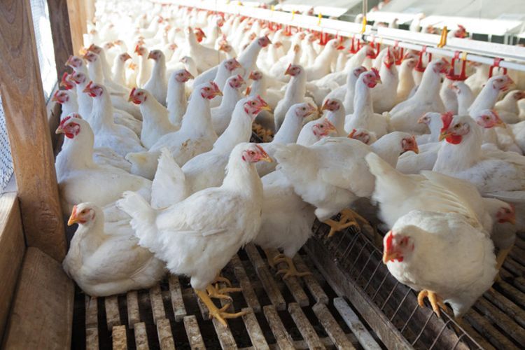 В Азербайджане до 2022 года будет применяться импортная таможенная пошлина в размере 1 доллар за 1 кг мяса птиц