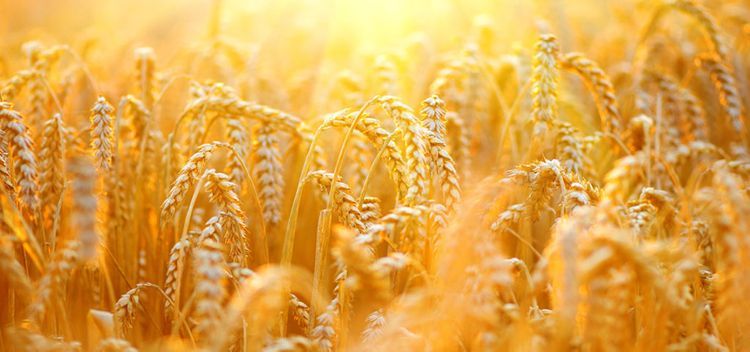 Azerbaijan sharply increased wheat import