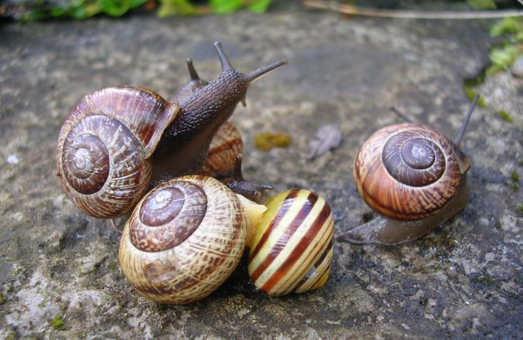 Azerbaijan to export snail and frog legs to European countries