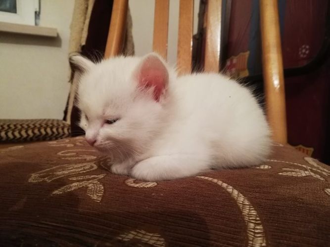Honkonqda ev pişiyi koronavirusa yoluxub