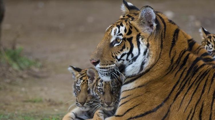Tiger at New York zoo tests positive for COVID-19