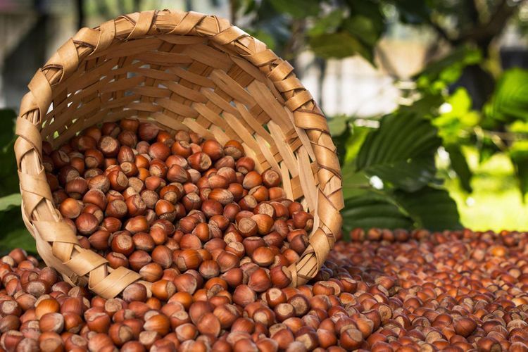В этом году Азербайджан экспортировал лесной орех на сумму 37 млн долларов