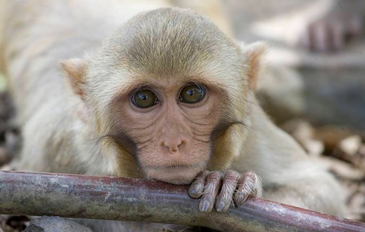 Antiviral drug remdesivir prevents COVID-19 progression in monkeys