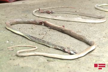 Ağdamda ilan sürüsü yaşayış evinə dolub - FOTO