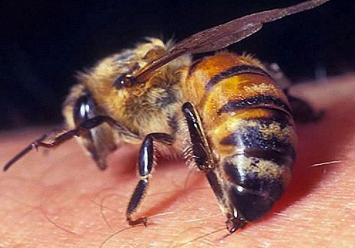 Göygöldə 32 yaşlı kişi arı sancmasından ölüb