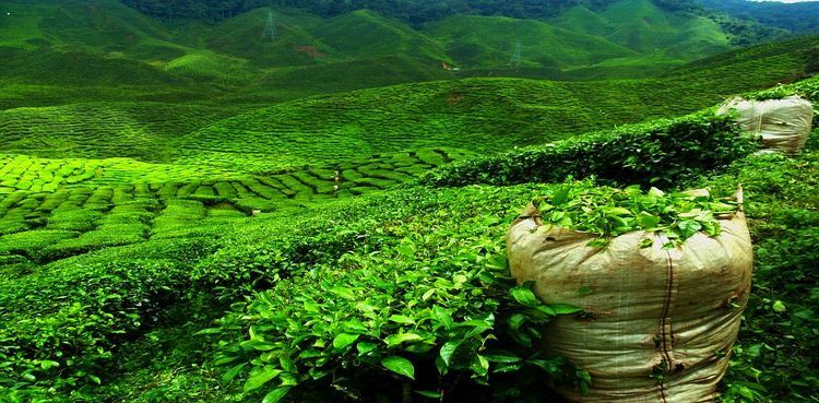 Import of tea in Azerbaijan prevailed over tea export by more than 10 times