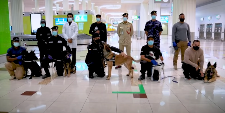 Аэропорт Дубая начал использовать собак для обнаружения COVID-19