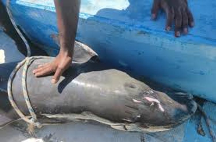 Thousands protest in Mauritius over dead dolphins, demand resignations