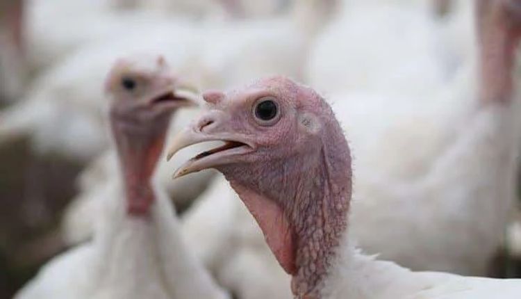 На ферме в Англии уничтожили более 30 тысяч индеек из-за птичьего гриппа