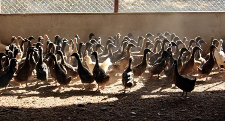 France identifies bird flu case on duck farm