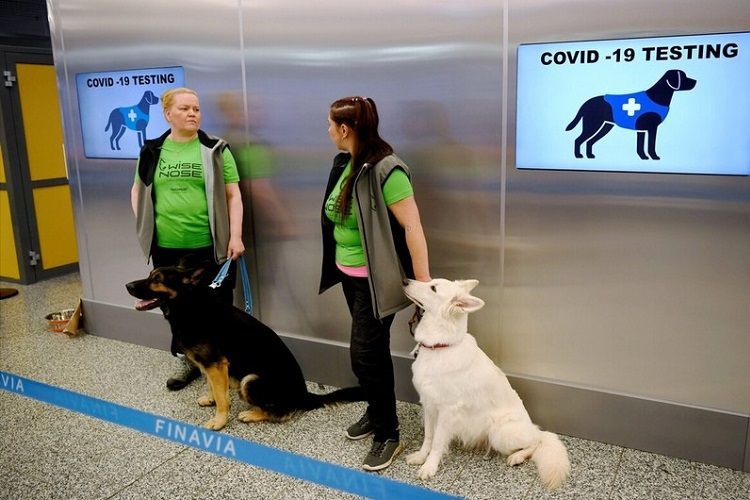 Dog taught to sniff out COVID-19 in Austria