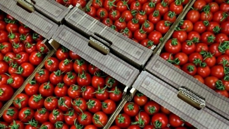Россия разрешила ввоз помидоров из Азербайджана