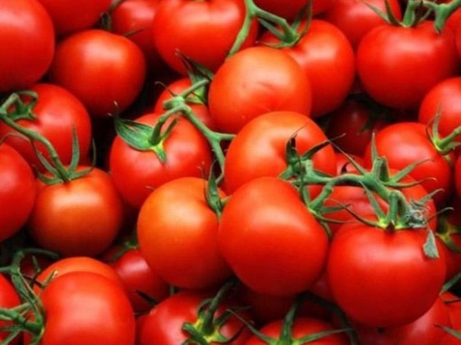 Azərbaycanın daha dörd müəssisəsinin Rusiyaya pomidor ixrac etməsinə icazə verilib