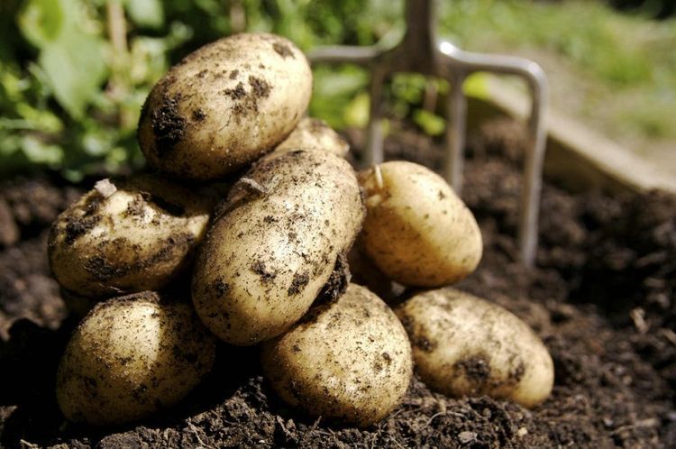 В Азербайджане увеличилось производство картофеля