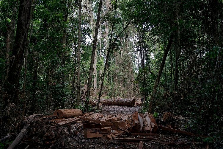 Braziliyanın tropik meşələri karbon qazını udmaq əvəzinə, xaric etməyə başlayıblar
