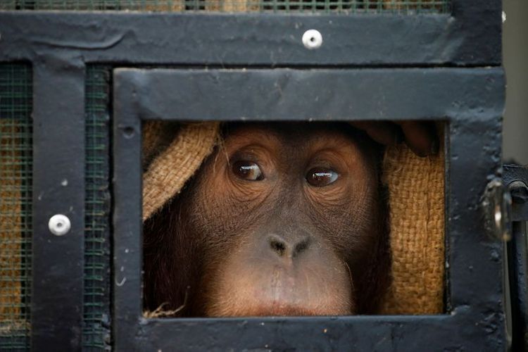 Smuggled orangutans start new life after repatriation to Indonesia