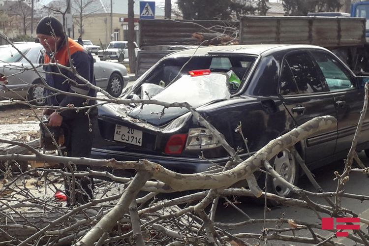 Gəncədə güclü külək ağacı avtomobilin üstünə aşırıb - FOTO