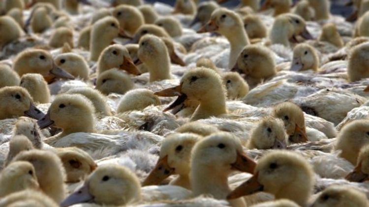 China prepares 100,000 ducks to battle Pakistan