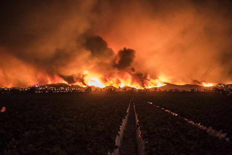 Avstraliyada meşə yanğınları nəticəsində 8 nəfər ölüb