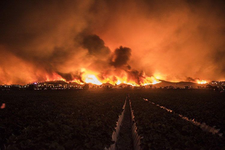 Avstraliyada meşə yanğınları nəticəsində ölənlərin sayı 23 nəfərə çatıb