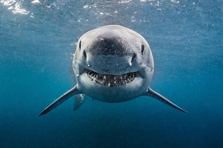 В Австралии мужчина погиб при нападении акулы