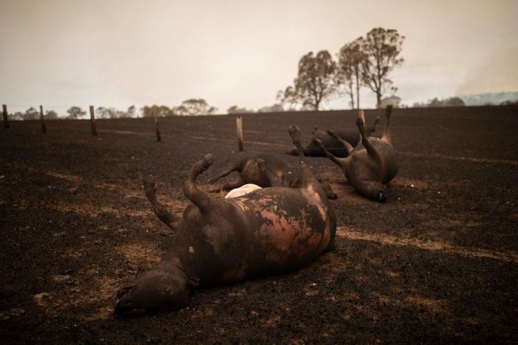 В Австралии более миллиарда животных погибли во время лесных пожаров