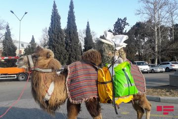 İranın cənubundan dəvə ilə səyahətə çıxan turist 9 ay sonra Gəncəyə çatıb - FOTO