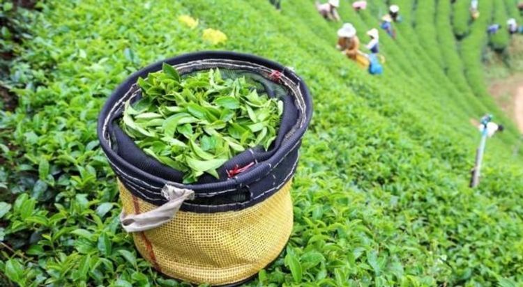 Azerbaijan increases tea export to Georgia by 20%