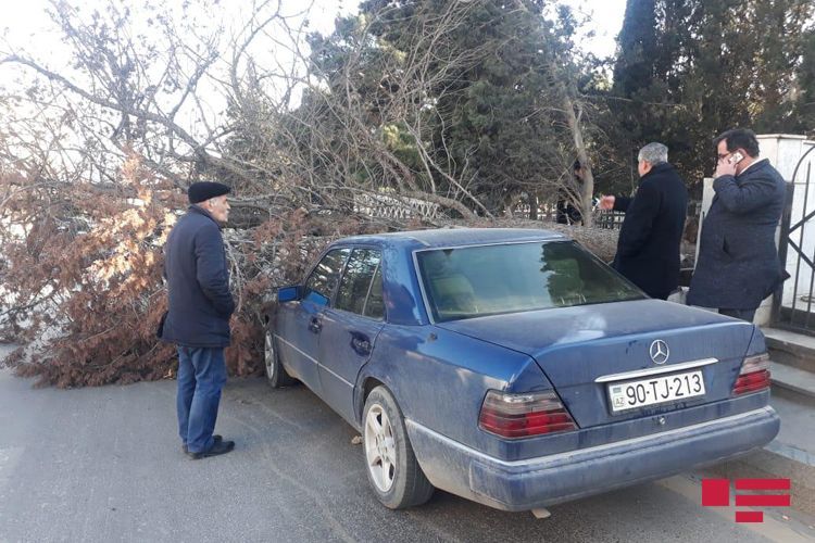 В Баку на автомобиль упало дерево - ФОТО