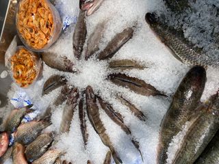 ® Bakıda "Azerbaijan Fish Farm" balıq məhsulları mağazası açılıb - FOTO