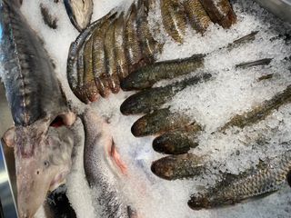 ® Bakıda "Azerbaijan Fish Farm" balıq məhsulları mağazası açılıb - FOTO