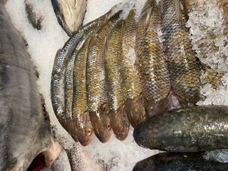 ® Bakıda "Azerbaijan Fish Farm" balıq məhsulları mağazası açılıb - FOTO