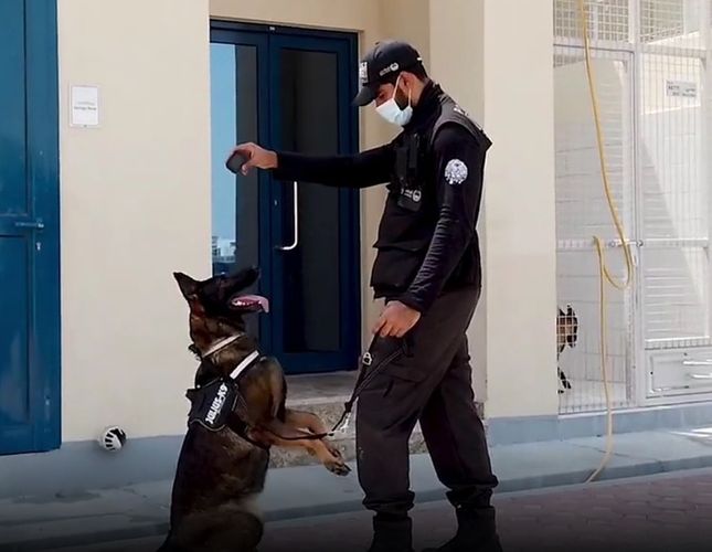 В ОАЭ начали использовать собак для выявления заразившихся коронавирусом