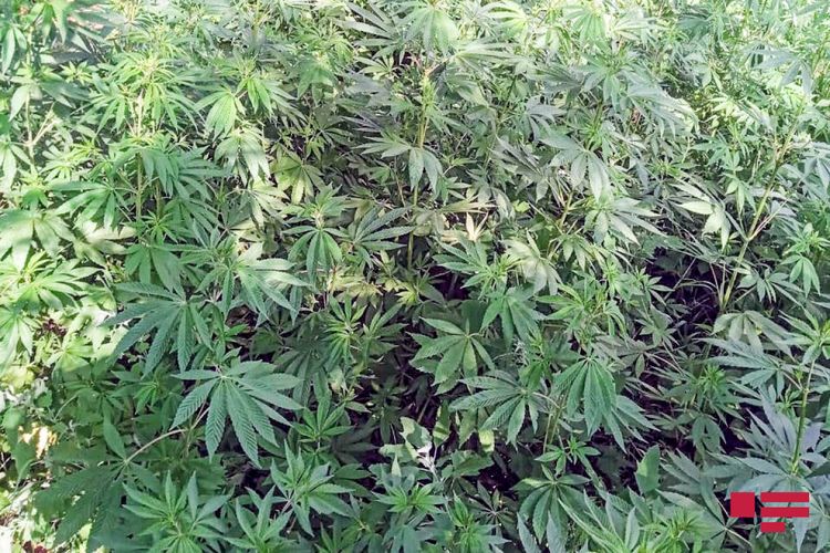 Yardımlıda 15 tondan çox narkotik bitki məhv edilib