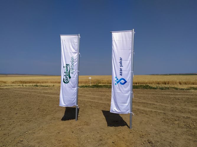 ® "Carlsberg Azerbaijan" və "AzərŞəkər" pivəlik arpa yığımını həyata keçirib - FOTO - VİDEO