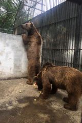 Медведи и волки, которых держали в клетке в ресторане, переданы в Алтыагаджский национальный парк