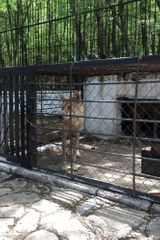 Медведи и волки, которых держали в клетке в ресторане, переданы в Алтыагаджский национальный парк