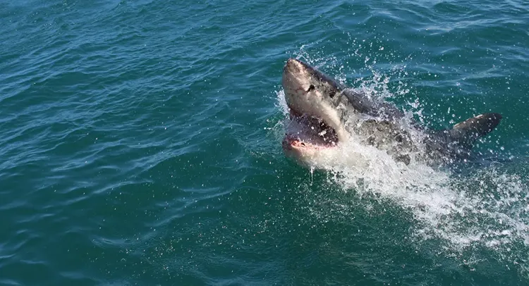 US woman killed in rare isolated shark attack off Maine coast