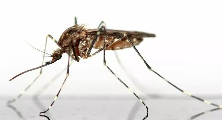 First probable human case of West Nile virus reported in Austin, Texas
