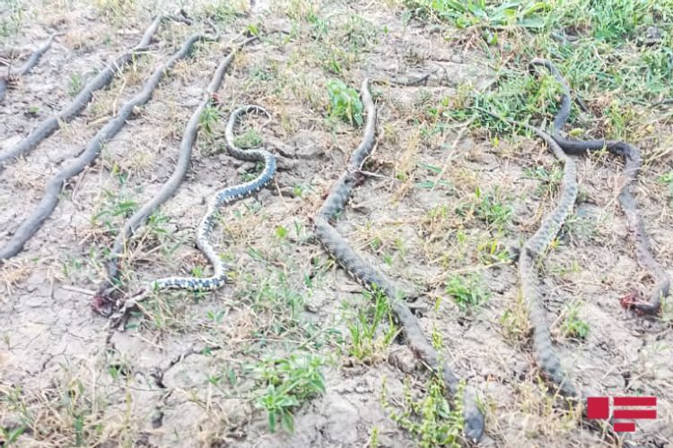 Дом жителя Масаллы подвергся нападению змей - ФОТО