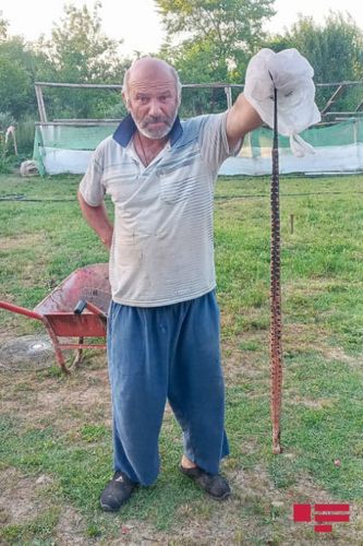 Дом жителя Масаллы подвергся нападению змей - ФОТО