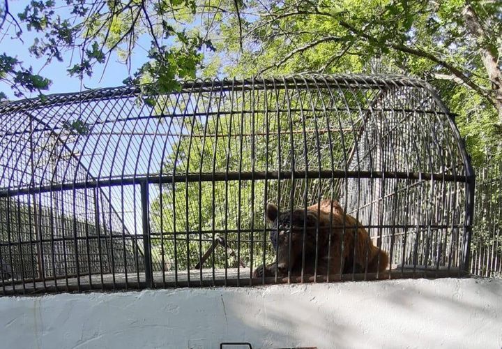 МЭПР распространил информацию о медведе, пойманном вчера в центре Шеки