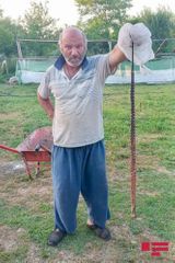 Дом жителя Масаллы подвергся нападению змей - ФОТО