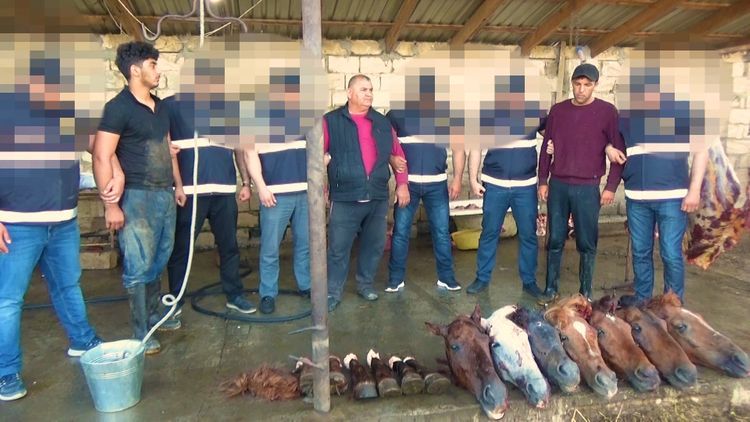 Задержаны члены организованной группировки, которые под видом говядины хотели продать 4 тонны конины - ВИДЕО