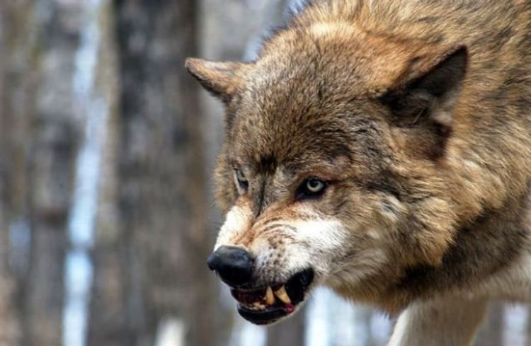 В Товузе волк покусал 23-летнего мужчину
