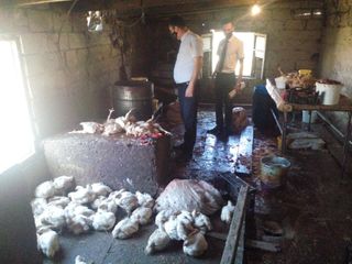 Siyəzəndə quş ətinin çəkisini su vuraraq artıran müəssisə aşkarlanıb - FOTO